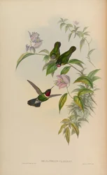 Heliangelus clarissae = Heliangelus amethysticollis clarisse